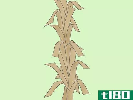 Image titled Make Corn Stalk Decorations Step 19