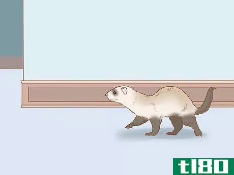 Image titled Make Your Ferret Happy Step 7