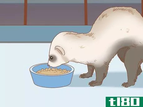 Image titled Make Your Ferret Happy Step 10
