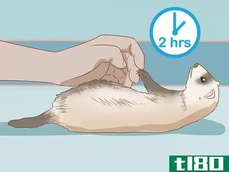 Image titled Make Your Ferret Happy Step 9