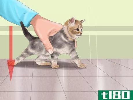 Image titled Hold a Cat Step 9