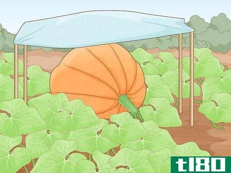 Image titled Grow Giant Vegetables Step 17