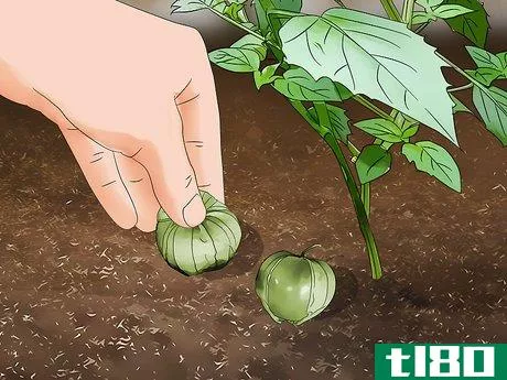 Image titled Grow Tomatillos Step 14