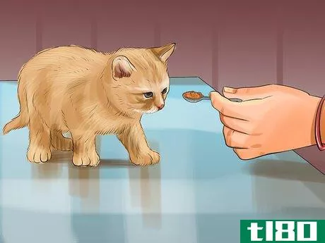 Image titled Introduce Solid Food to Kittens Step 8