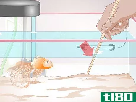 Image titled Make a Goldfish More Interesting Step 2