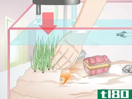 Image titled Make a Goldfish More Interesting Step 7