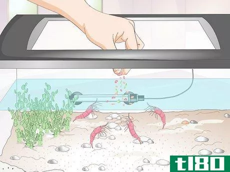 Image titled Make a Shrimp Aquarium Step 14
