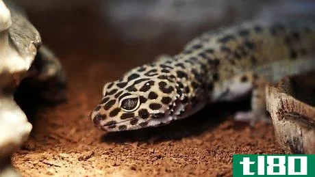 Image titled Make a Simple Leopard Gecko Enclosure Step 13