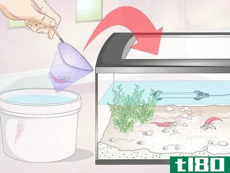 Image titled Make a Shrimp Aquarium Step 13