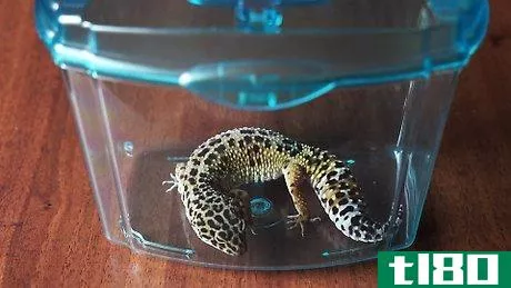 Image titled Make a Simple Leopard Gecko Enclosure Step 2