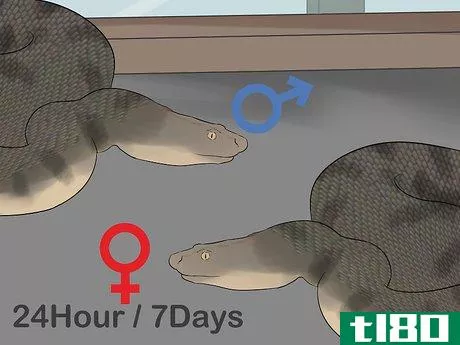 Image titled Mate Anacondas Step 5