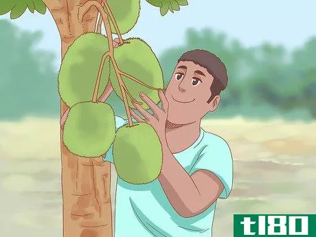 Image titled Plant Jackfruit Step 19