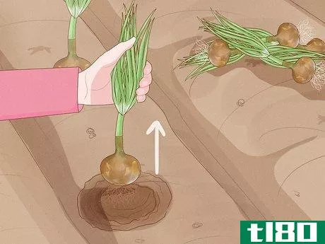 Image titled Plant Sprouted Onions Step 10