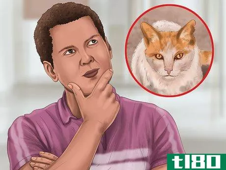 Image titled Pick a Healthy Adult Cat Step 17