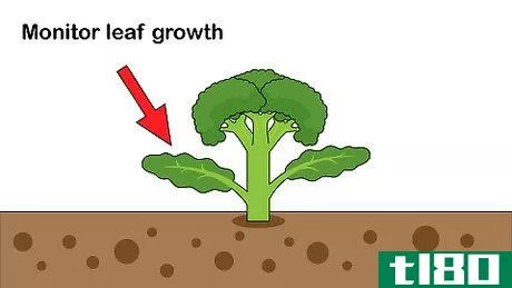 Image titled Pick Broccoli Step 4