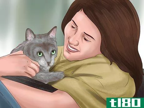 Image titled Pick a Healthy Adult Cat Step 13