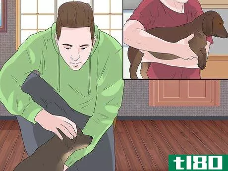 Image titled Pick up a Dog Properly Step 5