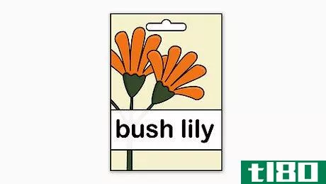 Image titled Plant Bush Lily Step 2