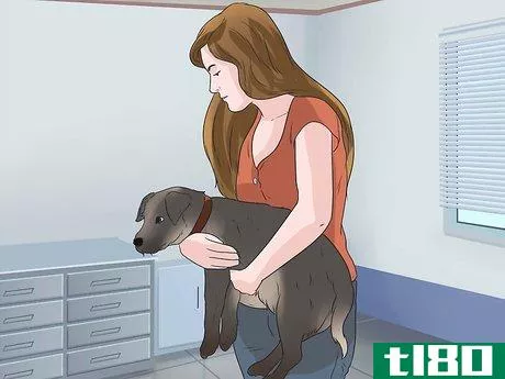 Image titled Pick up a Dog Properly Step 4