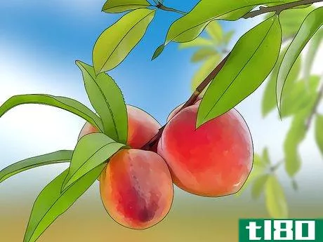 Image titled Pick Peaches Step 2