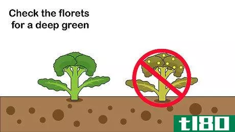 Image titled Pick Broccoli Step 5