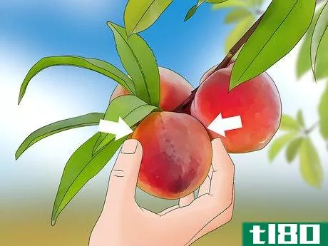 Image titled Pick Peaches Step 5