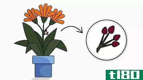 Image titled Plant Bush Lily Step 1