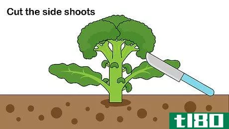 Image titled Pick Broccoli Step 9