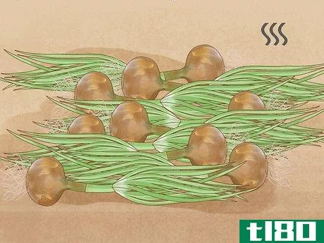 Image titled Plant Sprouted Onions Step 11