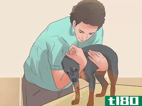 Image titled Pick up a Dog Properly Step 6