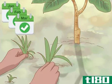 Image titled Plant Jackfruit Step 14