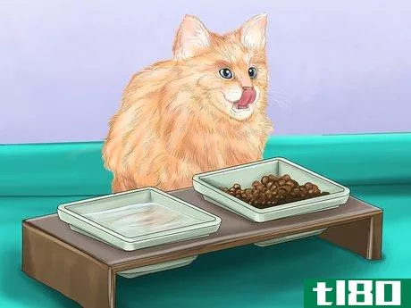 Image titled Pick a Healthy Adult Cat Step 2