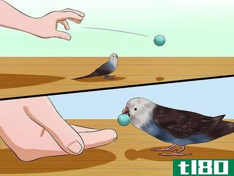 Image titled Play With Your Budgie Step 10