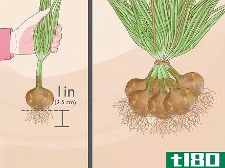 Image titled Plant Sprouted Onions Step 12