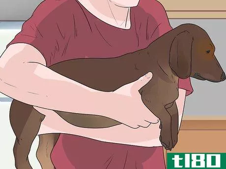 Image titled Pick up a Dog Properly Step 2
