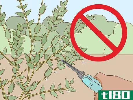Image titled Preserve Eucalyptus Step 2