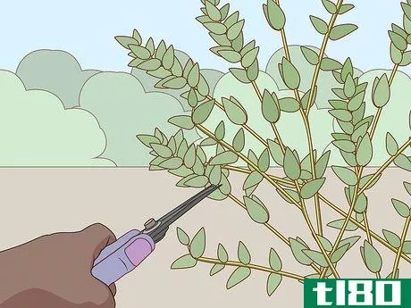 Image titled Preserve Eucalyptus Step 1
