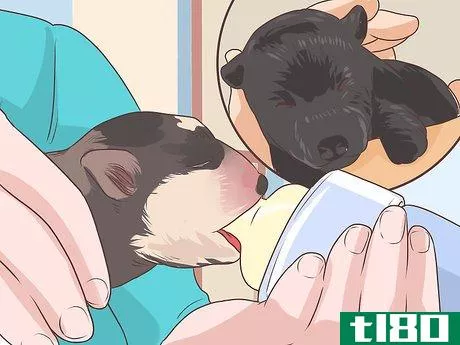 Image titled Prevent Disease in Orphaned Newborn Puppies Step 3