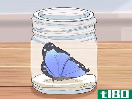 Image titled Preserve a Butterfly Step 1