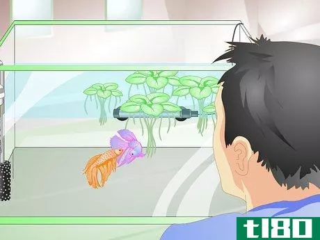 Image titled Provide a Protective Breeding Environment for Betta Fish Step 11