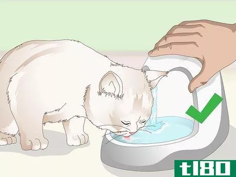 Image titled Prevent Stones in Cats Step 1