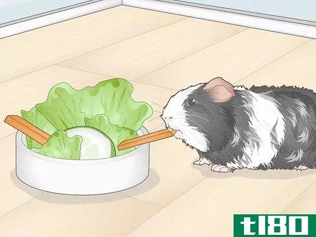 Image titled Prevent Your Guinea Pig from Becoming Sick Step 3