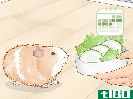 Image titled Prevent Your Guinea Pig from Becoming Sick Step 4