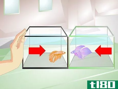 Image titled Provide a Protective Breeding Environment for Betta Fish Step 8