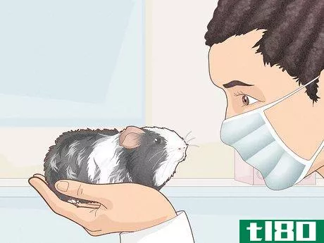 Image titled Prevent Your Guinea Pig from Becoming Sick Step 20