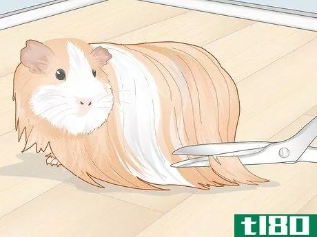 Image titled Prevent Your Guinea Pig from Becoming Sick Step 17