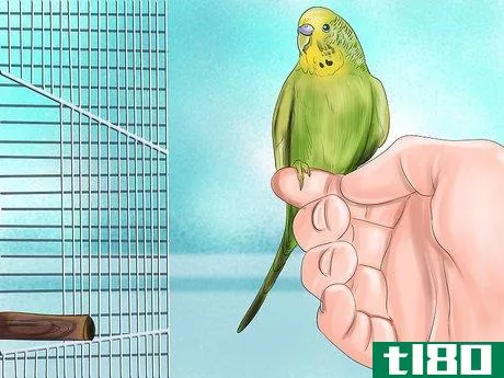 Image titled Prevent Infections in Parakeets Step 13