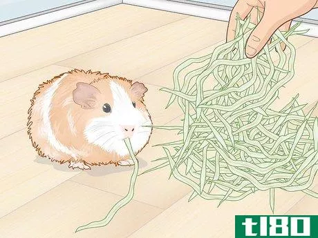 Image titled Prevent Your Guinea Pig from Becoming Sick Step 2