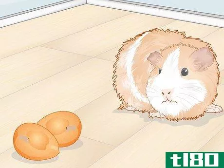 Image titled Prevent Your Guinea Pig from Becoming Sick Step 21