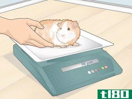 Image titled Prevent Your Guinea Pig from Becoming Sick Step 22